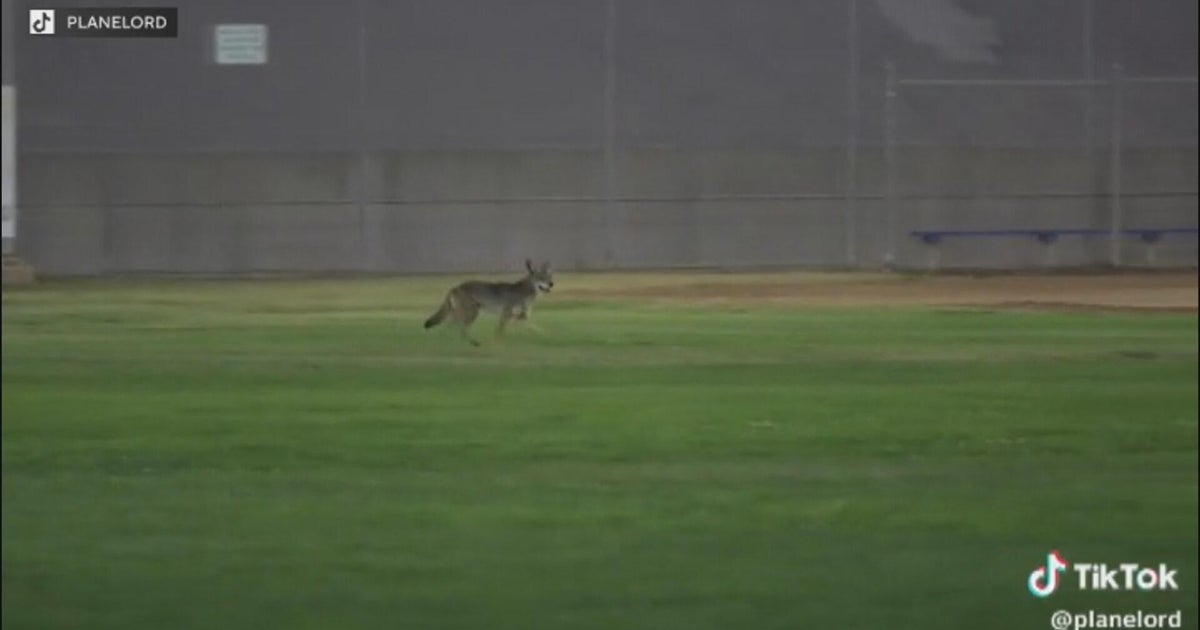 Coyote attacks young boy during softball tournament in Carson