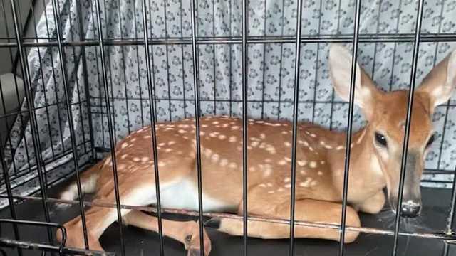 Animal activists say more could have been done to save 22 euthanized fawns in Meade County