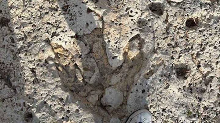 Sale a flote hallazgo prehistórico tras inundaciones en Texas