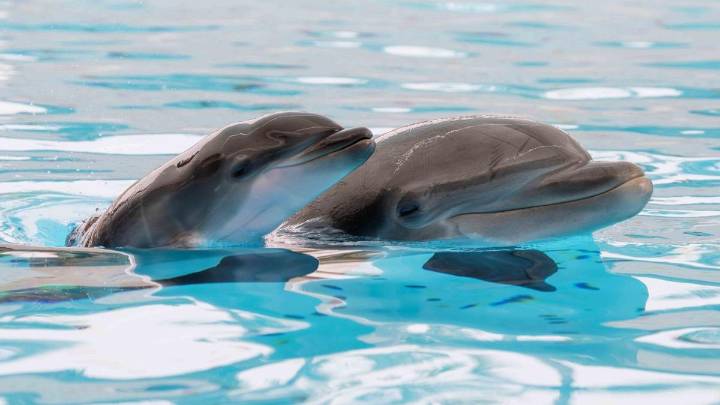 Cinco meses de 'baby boom' animal: Loro Parque da la bienvenida a 16 crías este año