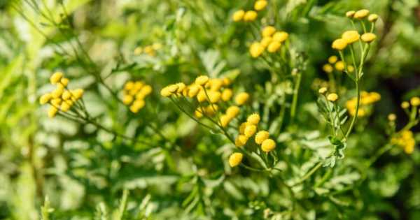 La planta de tu jardín que ayuda a dormir, reduce el estrés y protege las encías