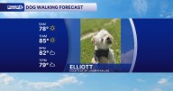 Your August 11 Dog Walking Forecast
