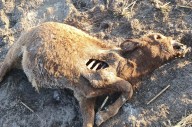 Extraña aparición de animales muertos en una estancia