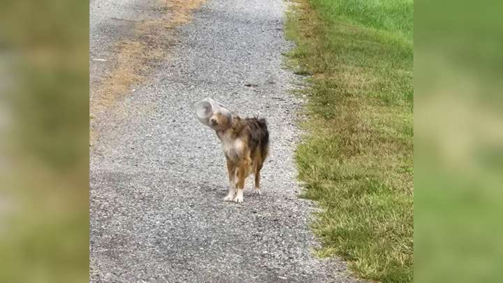 Lonely Stray Pup From Pennsylvania Found With Head Trapped In Cheese Ball Bucket Gets Heartwarming Rescue