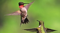 The Fast-Growing Ground Cover That Can Take The Heat & Attracts Hummingbirds To Your Yard