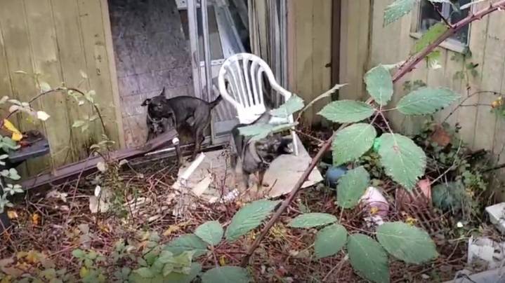 King County to pay jogger mauled by dogs $21.5M
