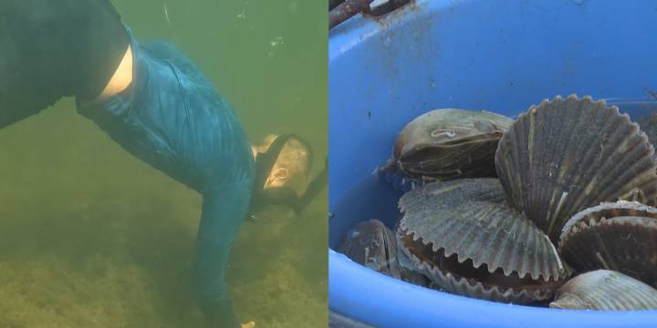 Scallop season heats up: A Big Bend summer tradition lives on