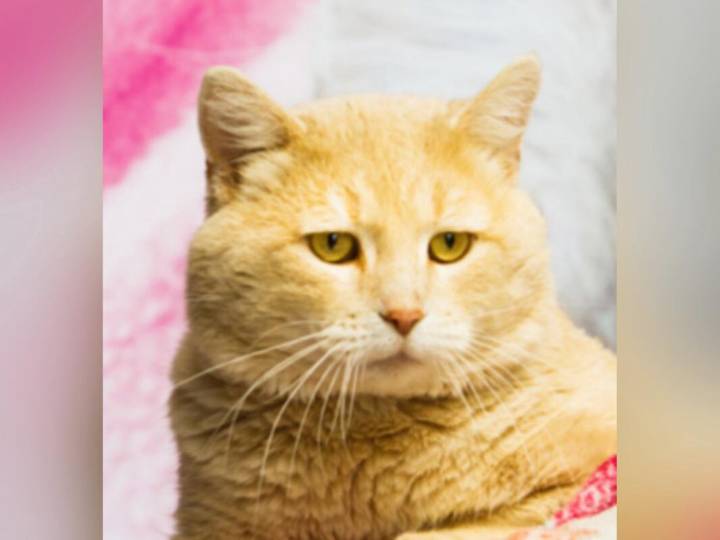 Pet of the Week: Meet Bufferton