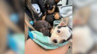 Florida Homeowner Couldn’t Believe His Eyes After Finding 130 Chihuahuas On Abandoned Rental Property