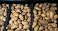 De raíz despreciada a alimento que salvó a Europa