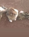 Indignación en Posadas: denuncian matanza de carpinchos en el puente El Zaimán