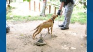 Gaston County man sentenced for dogfighting crimes