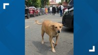 India’s Supreme Court orders stray dogs' release in New Delhi