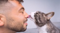 'Why Does My Cat Lick Me, Then Bite Me?'