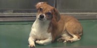 Dozens of dogs rescued from Wayne County are now in Jackson County