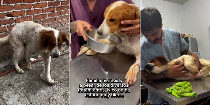 Perro en México lucha por sobrevivir tras diagnóstico de síndrome vestibular y daño neurológico grave