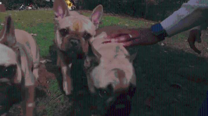 Officials call for regulations, oversight of NY animal boarders
