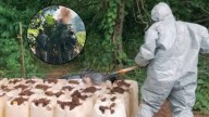 Hallan siete laboratorios clandestinos en Sinaloa