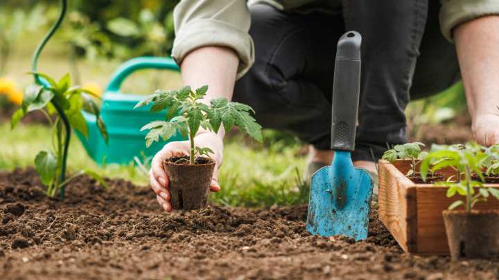 What White Hair On Tomato Plants Really Means (And What To Do About It)