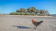 El PSOE de Torrevieja advierte del riesgo de convivir con gallinas en libertad sin control veterinario