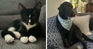 60 Adopted Animals That Are Finally Showered With Love, And It Shows (August Edition)