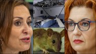 Ratas y hospital, dos temas que han enzarzado a estas concejales de Albacete en redes: “Se cae a pedazos” y “plaga de roedores”, entre sus ‘dardos’