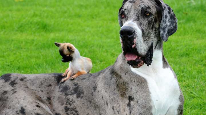 Giant 7ft dog, 2,500lb 'Big Bill' the pig and TUNA bigger than a man 