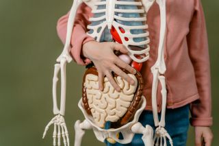 The Controversy Over Organ Transplants and Cannabis