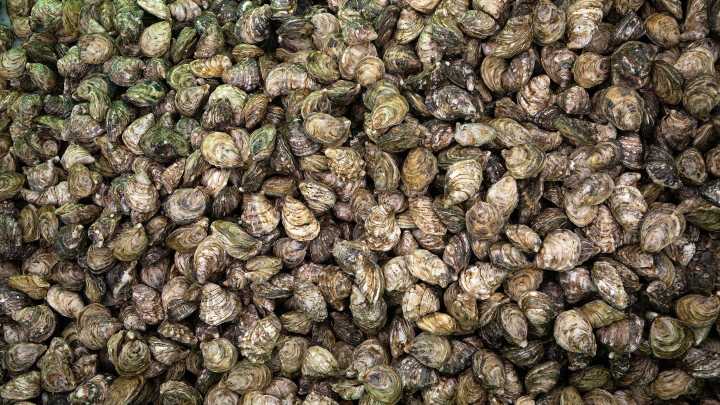 Tainted waters: B.C.’s oysters are making people sick. The cause is disturbing.