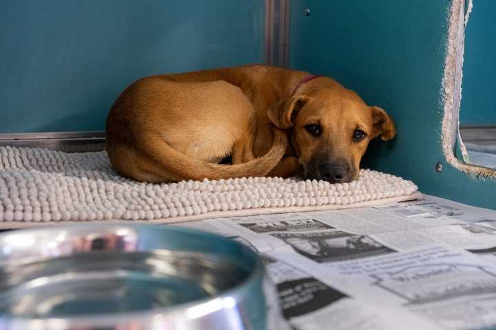 Live release takes backseat in San Antonio's dog crackdown