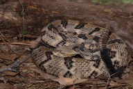 Fatal Snakebite at Tennessee Park Highlights Risks in the Wild