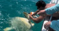 South Florida snorkeler helps rescue entangled sea turtle off Key West