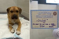 Heroic Dog Saves Owner From Rattlesnake, Tears Over What Happens at Vets