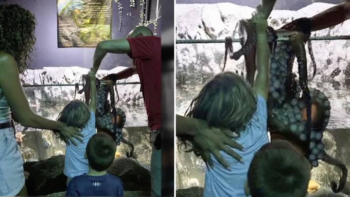 “No lo soltaba”: madre denuncia en TikTok que un pulpo dejó a su hijo con el brazo lleno de moretones en un acuario de Texas