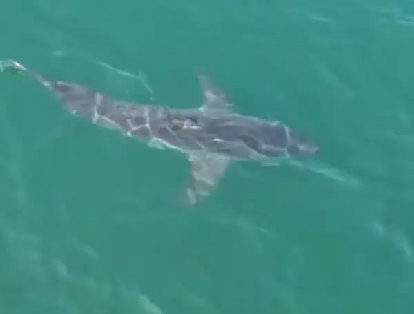 Massive Great White Shark Prompts Safety Warnings In Maine