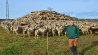 Compromiso para conservar en Monegros la oveja Xisqueta