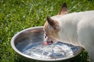 How to protect pets during dangerous heat wave