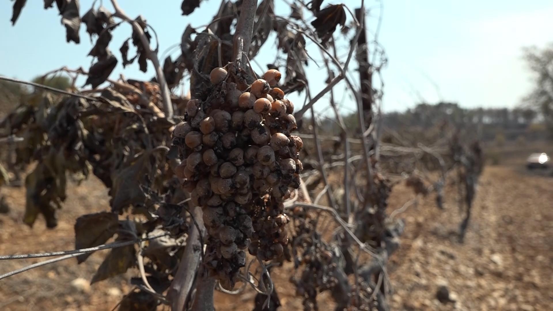 Some vineyards act as firebreaks as France wildfire contained