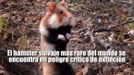 El hámster salvaje se encuentra en peligro crítico de e...