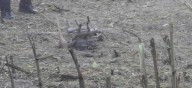 Polonia afirma que objeto que estalló en un campo fue un dron ruso