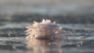 Flor de hielo: el deslumbrante fenómeno natural que asombra por su belleza