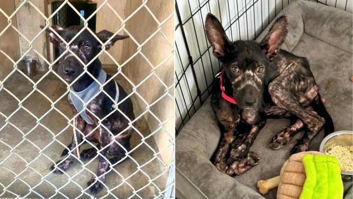 Malnourished Puppy Arrived At A Texas Porch Desperate For Help And Dreaming Of A Loving Home