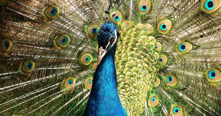 Así fue como un experimento científico convirtió las plumas de pavo real en emisores láser