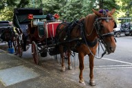Ignore the blowhard activists— keep horse carriages in Central Park