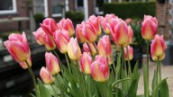 The Simple Soil Boost That Will Help Your Tulips Thrive