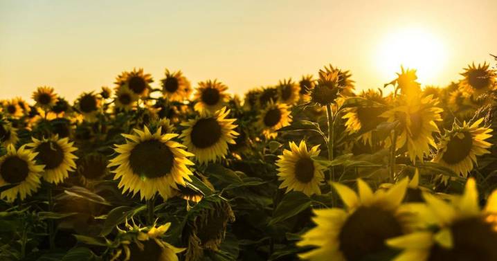 Scientists find out why sunflowers dance when they grow