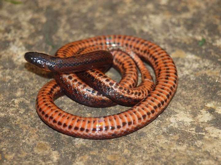 La nueva especie de serpiente descubierta en los Andes venezolanos