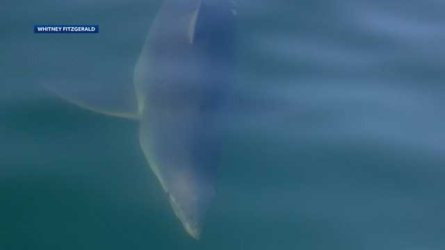 Family recalls close encounter with shark