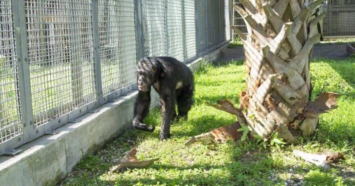 'Chimp Crazy' woman sentenced for hiding chimpanzees