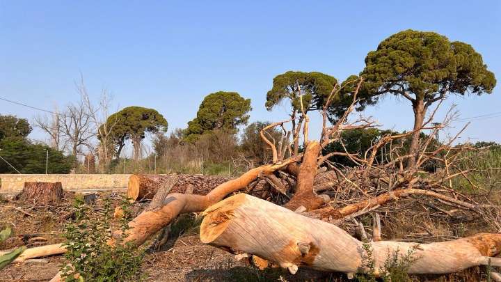 Denuncian la muerte del 70% de los pinos centenarios de Churra, en la huerta de Murcia